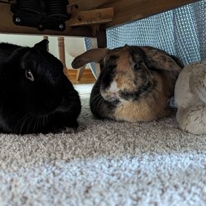 Meet your Posher, Muze